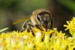 Bee on -calyx 935